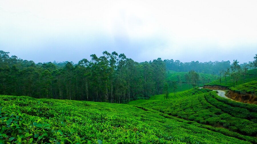 Nuwara-Eliya